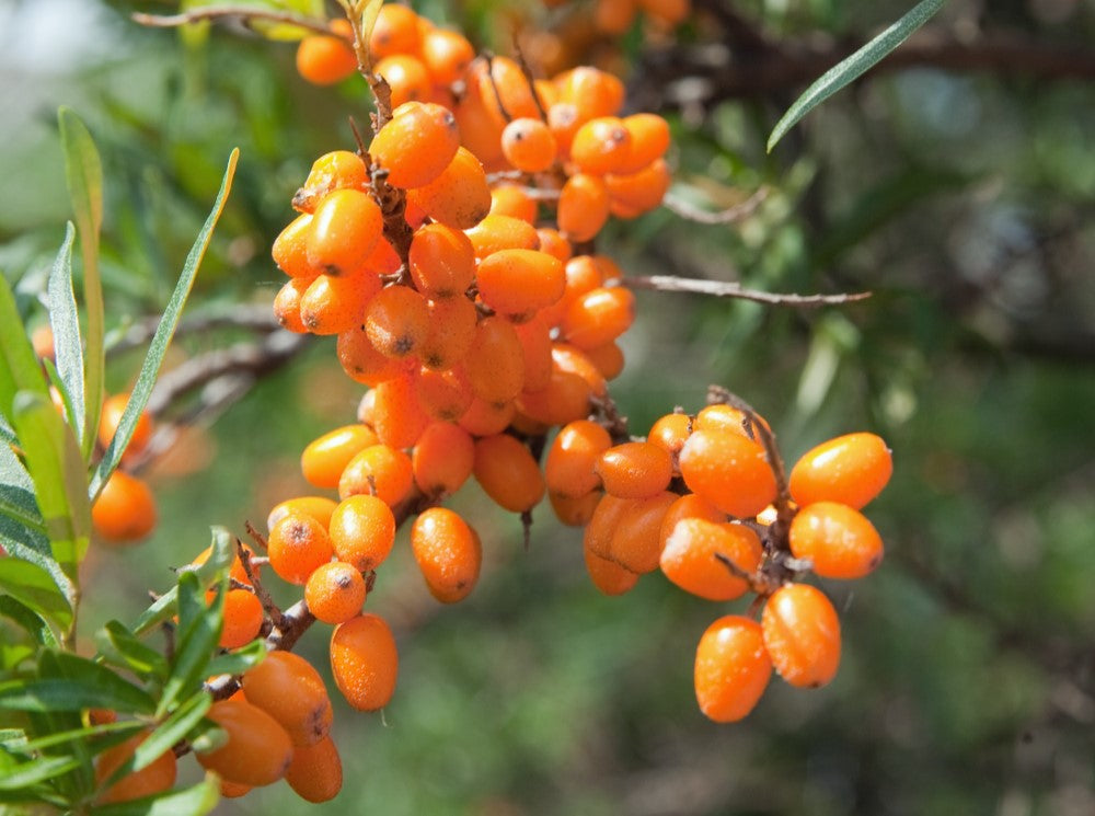 Sea Buckthorn Oil 化妝品級沙棘油