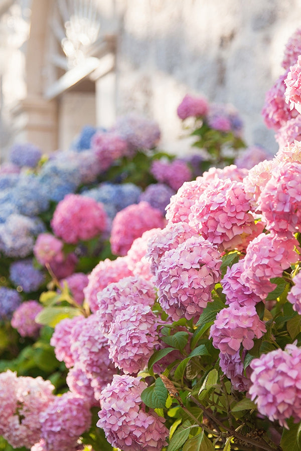 CW-Hydrangea (Yankee Candle Type)