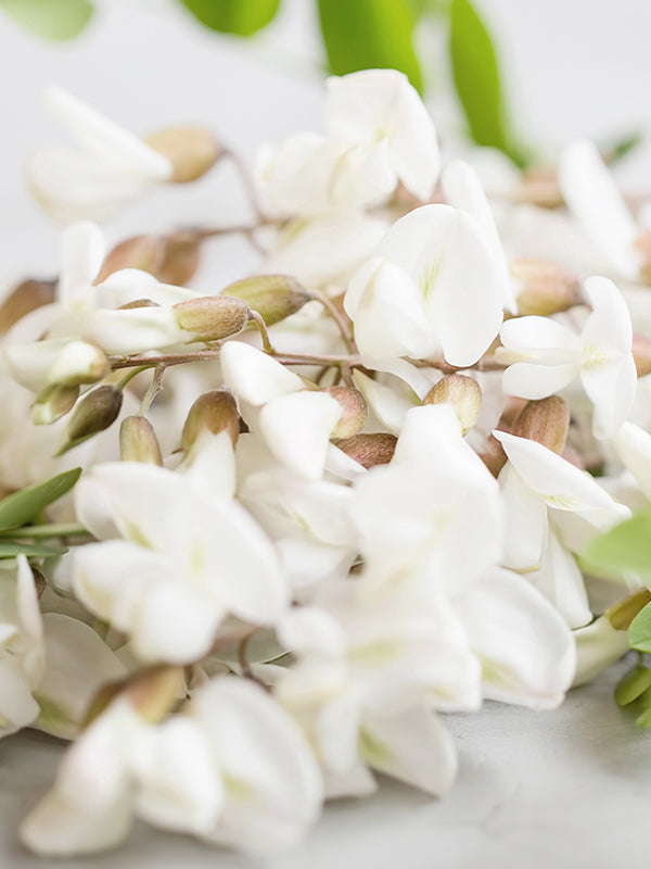 CW-Acacia (Black Locust)