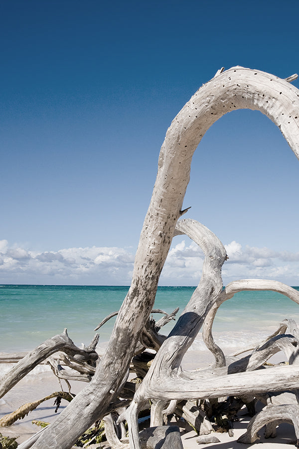 CW- Volupte Amber (Pacific concept)