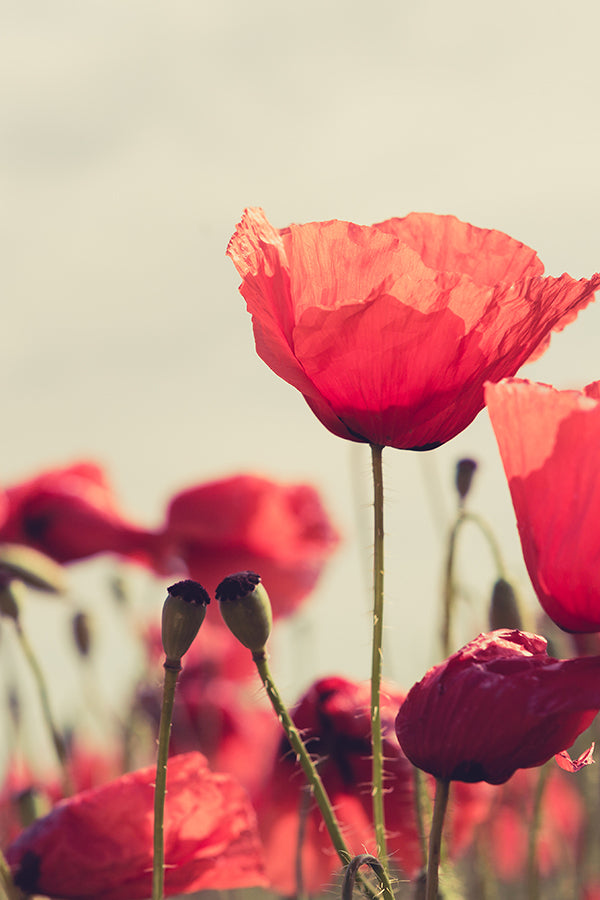 CW - Flower By Kenzo (K Type)