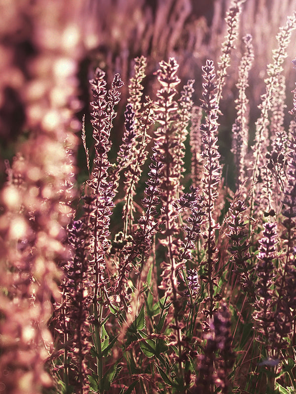 CW - Amber & Lavender 琥珀與薰衣草 (Jo Malone Type)