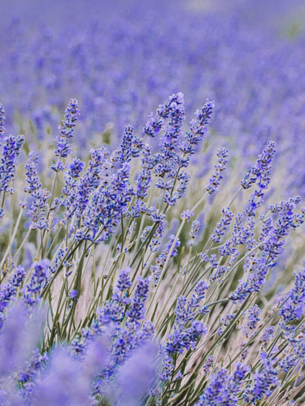 CW - French Lavender 法國薰衣草