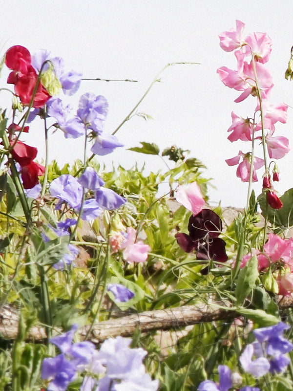 CW - Garden Sweet Pea (Yankee Candle Type)