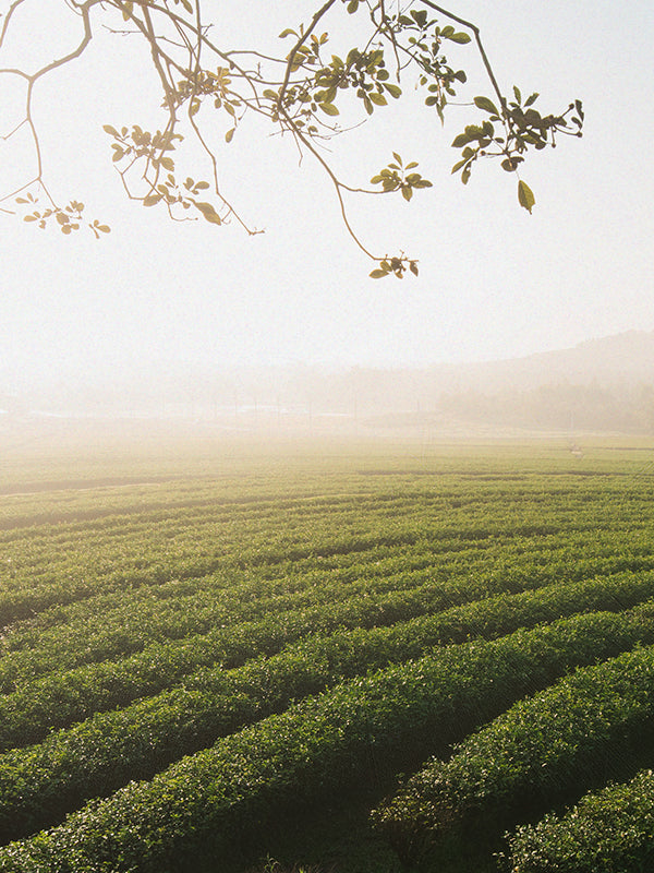 CW - Green Tea Citrus 綠茶柑橘 (Balinese concept)