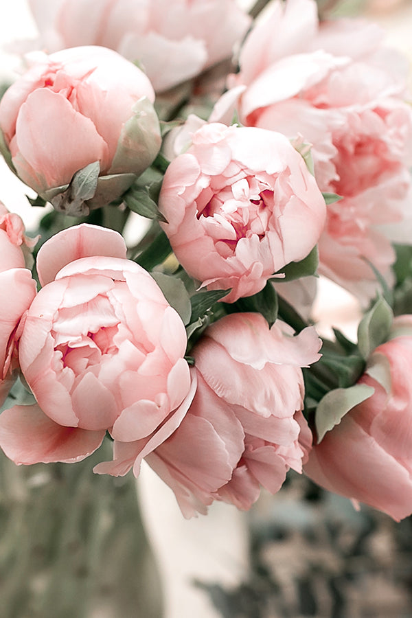 CW - Peony & Blush Suede 牡丹與胭紅麂絨 (Jo Malone Type)