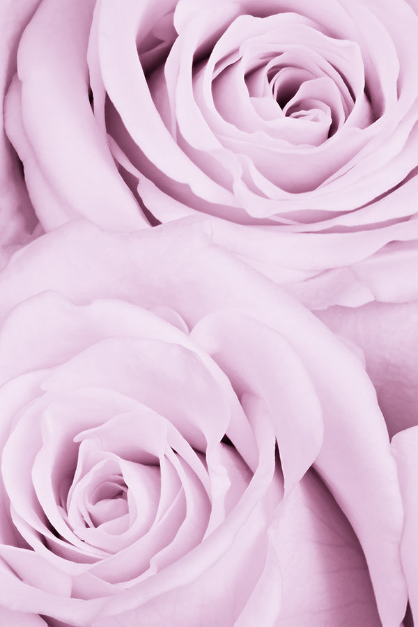 CW-Rose Duet (D type)