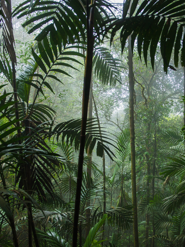 CW - Tam Dao = Sandalwood