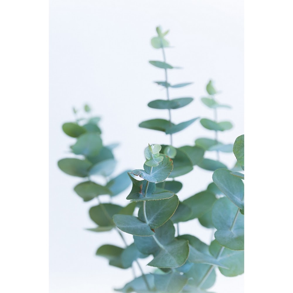 CW - Eucalyptus (Yankee Candle Type)