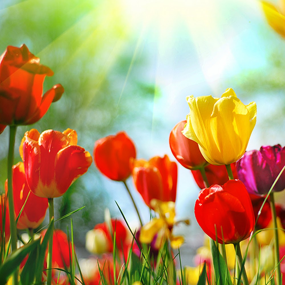 CW - Spring Flower (CREED Type)