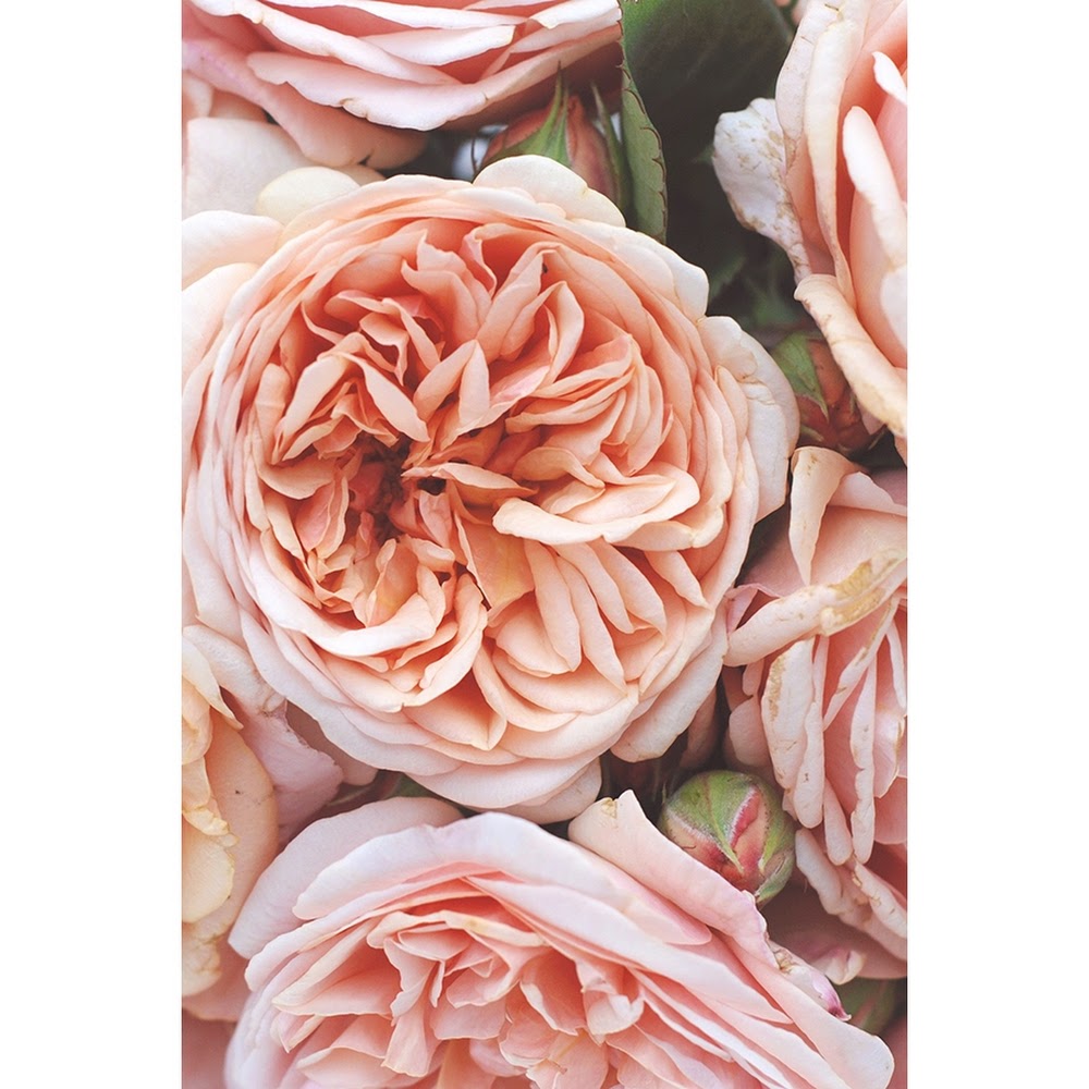 CW - Baies (Bulgarian Rose & Black Currant Leaf) (Diptyque type