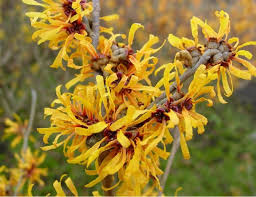 Witch Hazel Water 金縷梅水