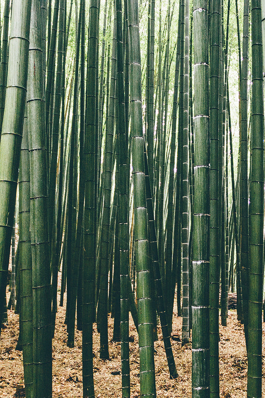 CW- Bamboo