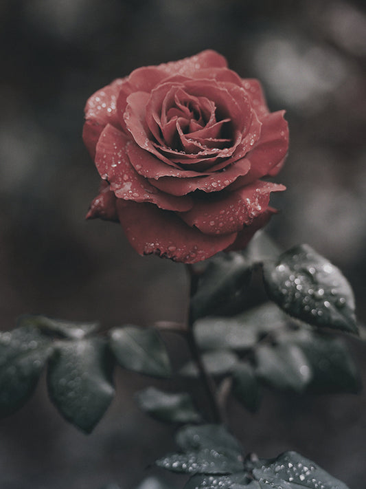 CW-Black Rose (Rose Noir = Byredo Type)