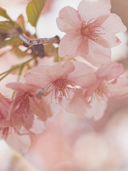 CW - Cherry Blossom 櫻花 (L'occitane Type)