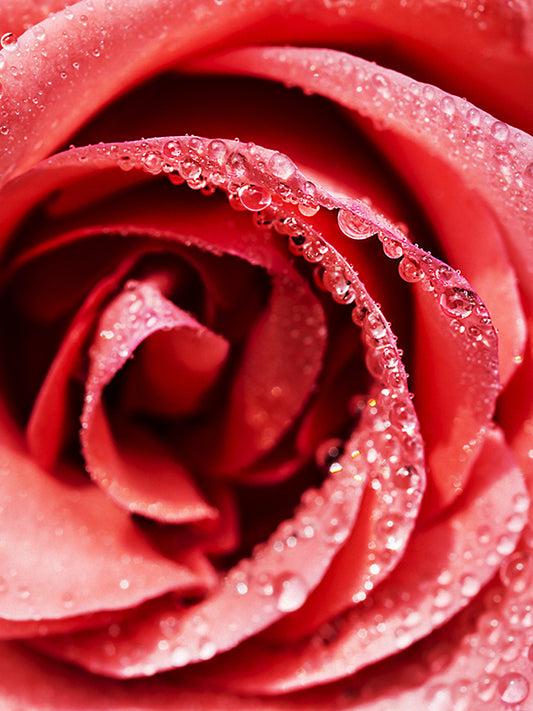 CW - Red Roses 紅玫瑰﻿(Jo Malone Type)