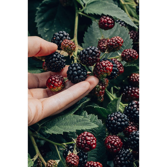 CW - Blackberry & Bay 黑莓子與月桂葉 (Jo Malone Type)
